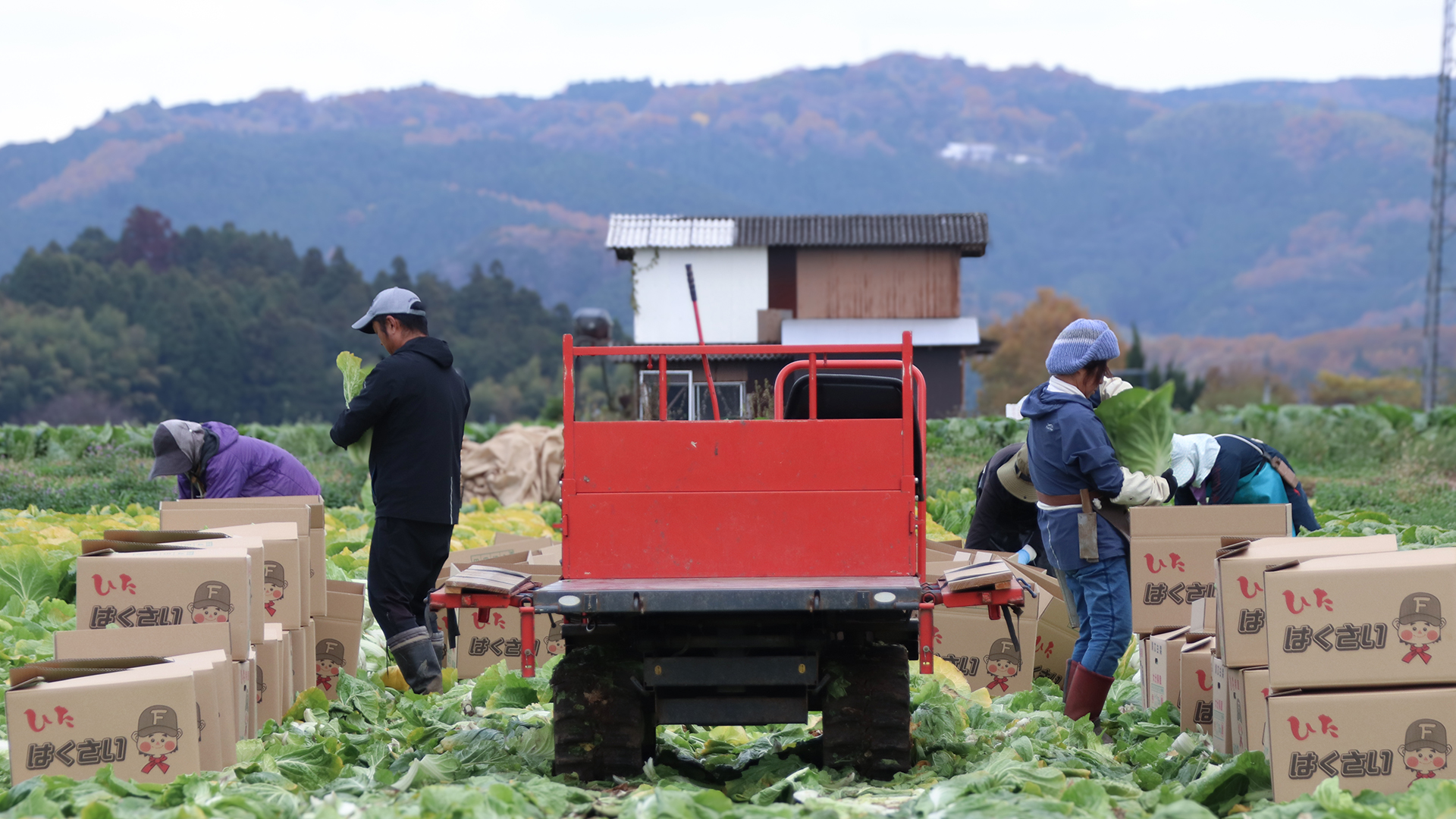 重たい野菜代表、白菜を育てる農家が長年頼る相棒『イグレッグ・コア』