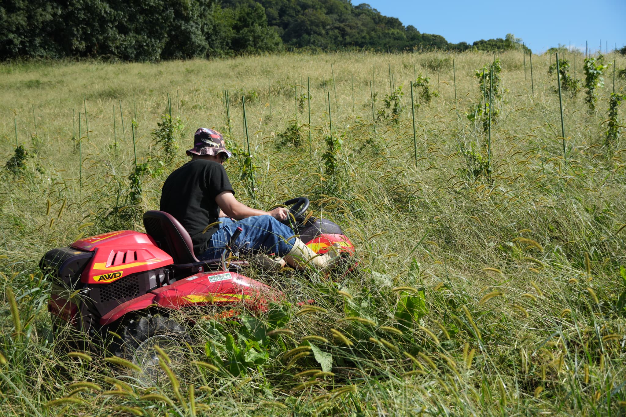 坂をグイグイ登れる一台！奈良のワインづくりを支える四駆の乗用草刈機『フルーティまさお』