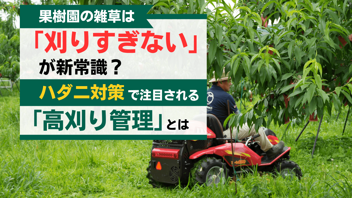 果樹園の雑草は「刈りすぎない」が新常識？ハダニ対策で注目される「高刈り管理」と乗用草刈機フルーティまさお